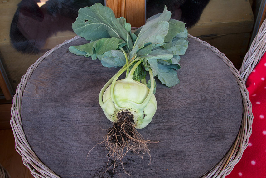 6 kohlrabi